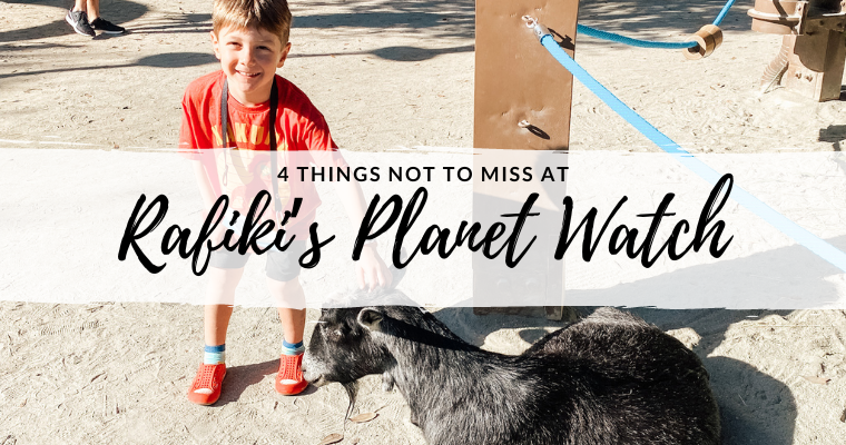 Boy petting goat at Rafiki's Planet Watch